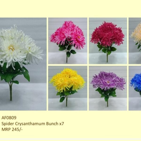 Spider Crysanthamum Bunch x7