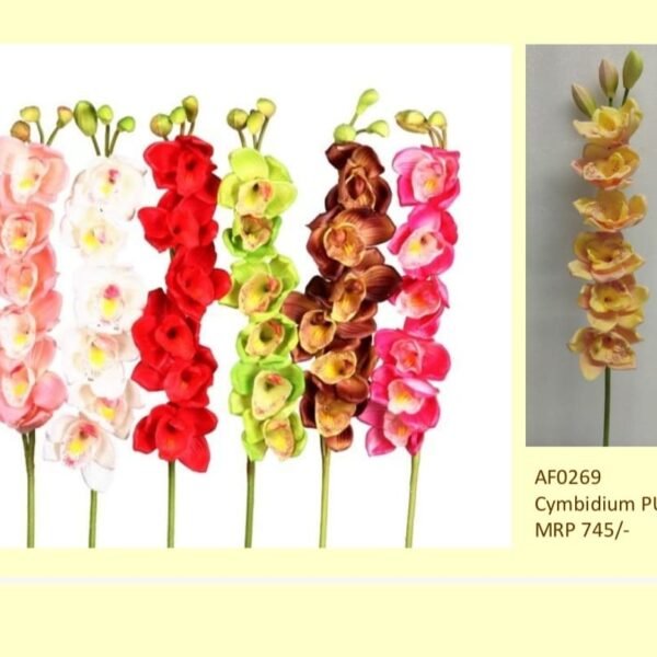 Cymbidium PU 6+3